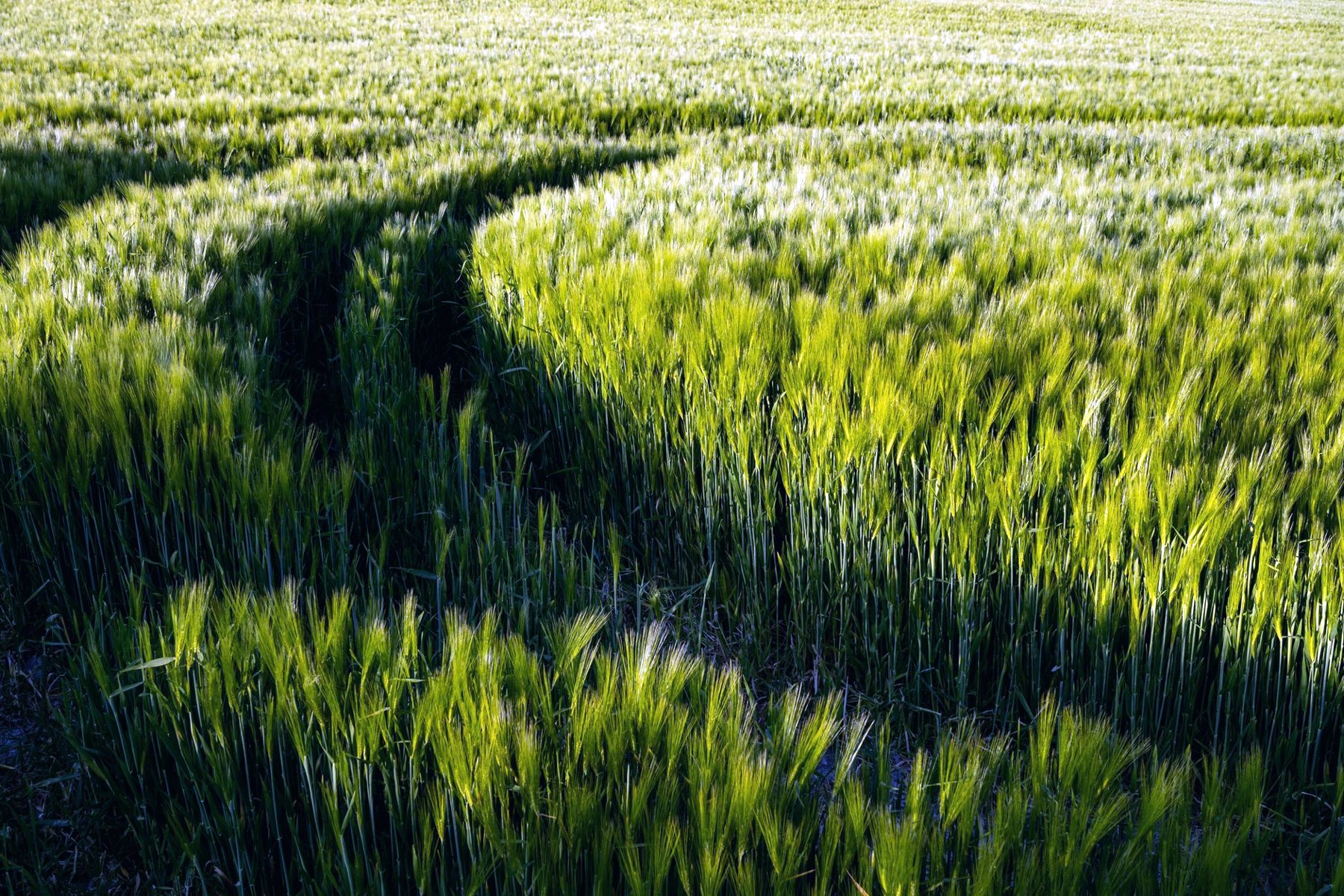 Traces dans un champ d'orge vert